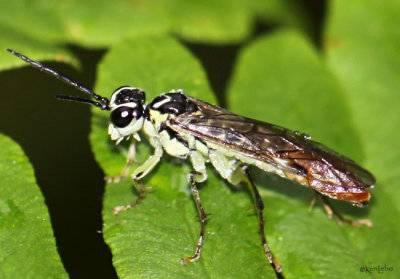 Common Sawfly Tenthredinidae