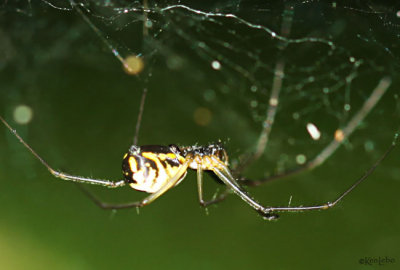 Filmy Dome Spider Neriene radiata