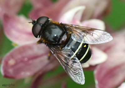 Flower Fly Eristalis dimidiatus