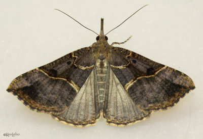 Large Bomolocha Moth Hypena edictalis #8452
