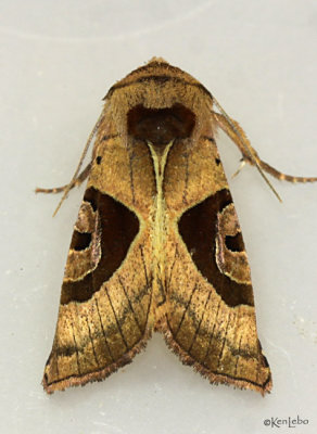 Sharp Angle Shades Moth Conservula anodonta #9548