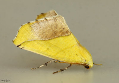 Sharp-lined Yellow Moth Sicya macularia #6912