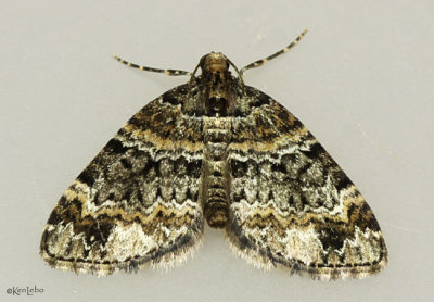 Square-patched Carpet Moth Perizoma basaliata #7316
