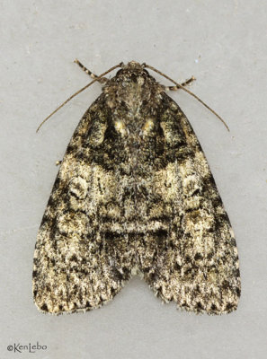 Southern Oak Dagger Moth Acronicta increta #9249