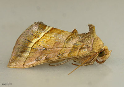 Dark-spotted Looper Moth Diachrysia aereoides #8896