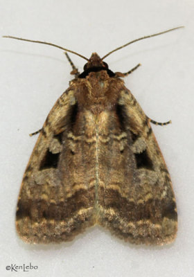 Two-spot Dart Moth Eueretagrotis perattentus #11008