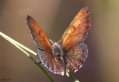 Mariposa Copper
