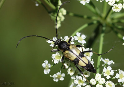 Flower Longhorned Beetle Leptura obliterata