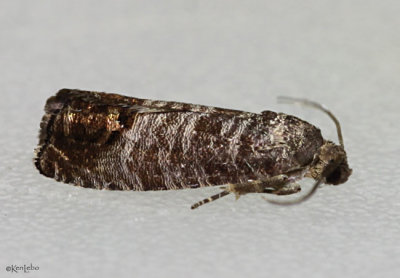Codling Moth Cydia pomonella #3492