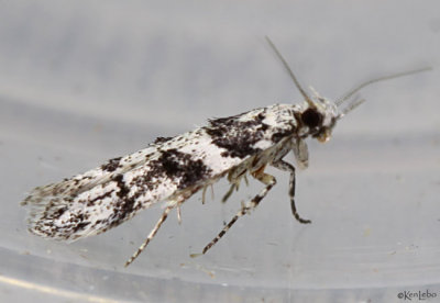 Lesser Bud Moth Recurvaria nanella #1783