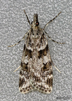 Double-striped Scoparia Moth Scoparia biplagialis #4716
