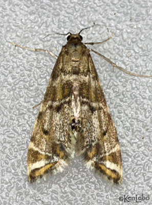Confusing Petrophila Moth Petrophila confusalis #4780