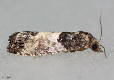 Eye-spotted Bud Moth Spilonota ocellana #2906