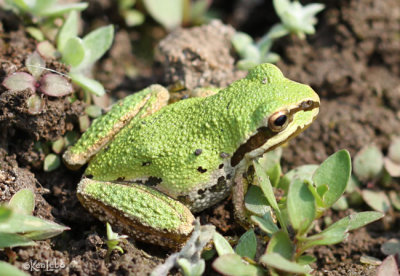 Pacific Chorus Frog Pseudacris regilla