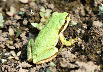 Pacific Chorus Frog Pseudacris regilla