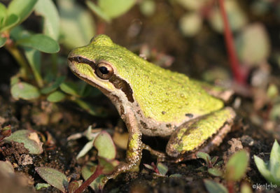 Pacific Chorus Frog Pseudacris regilla