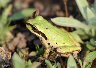 Pacific Chorus Frog Pseudacris regilla