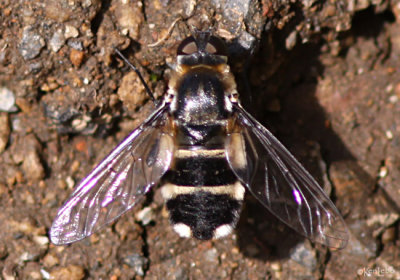 Bee Fly Villa