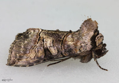 Spectacled Nettle Moth Abrostola urentis #8881