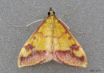 Shasta Pyrausta Moth Pyrausta perrubralis #5064