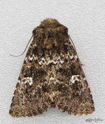 White-spotted Properigea Moth Properigea albimacula #9588