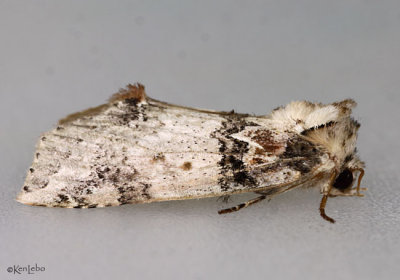 Tufted Thyatirid Moth Pseudothyatira cymatophoroides #6237