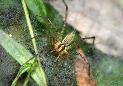 Grass Spider Agelenopsis pennsylvanica