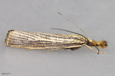 Vagabond Crambus Moth Agriphila vulgivagellus #5403