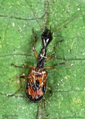 Ground Beetle Colliurus pensylvanicus