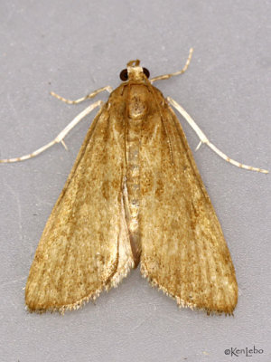Waterlily Borer Moth Elophila gyralis #4751