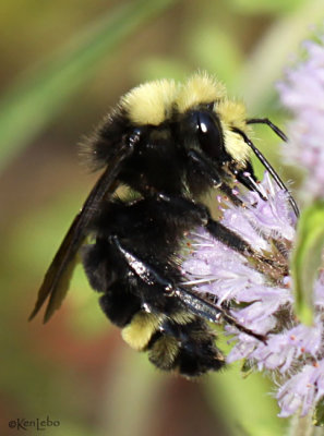 Obscure Bumble Bee Bonbus caliginosus