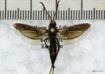 Ash Borer Moth Podosesia syringae #2589
