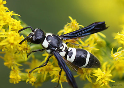 Potter Wasp Pseudodynerus quadrisectus
