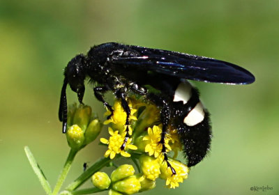 Scoliid Wasp Scolia bicincta