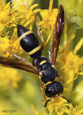 Potter Wasp Parancistrocerus perennis
