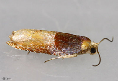 Two-toned Ancylis Moth Ancylis divisana #3375