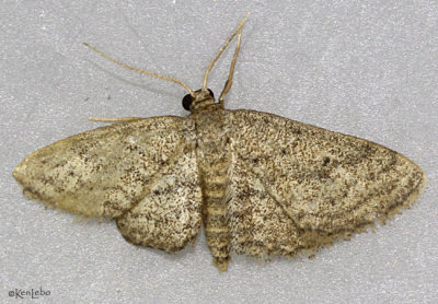 Drab Brown Wave Moth Lobocleta ossularia #7094