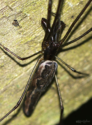 Long jawed Spider - Tetragnatha sp.