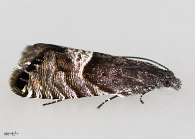 Speckled Sereda Moth Sereda tautana #3425