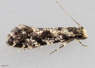 European Grain Moth Nemapogon granella #0266