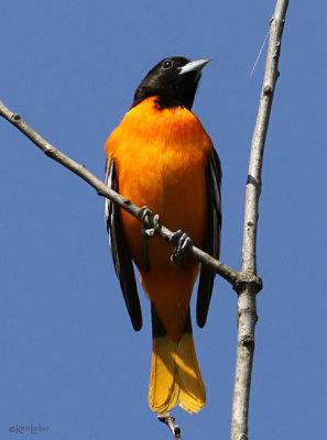 Baltimore Oriole