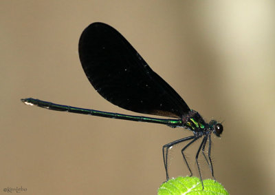 Ebony Jewelwing Calopteryx maculata