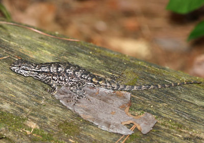 Eastern Fence Lizard Sceloporus undulatus