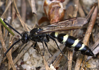 Scoliid Wasp Campsomeris plumipes