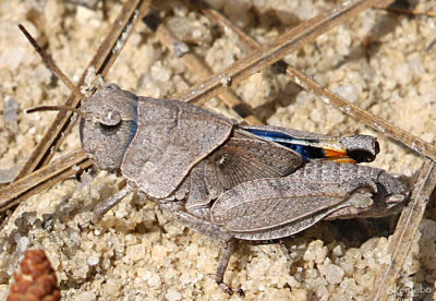Orange-winged Grasshopper Pardalophora phoenicoptera