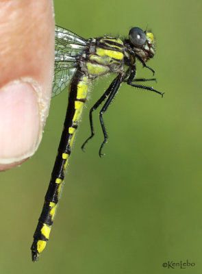 Spine-crowned Clubtail female