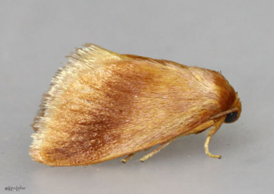 Early Button Slug Moth Tortricidia testacea #4652