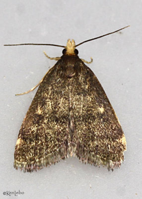 Merrick's Pyralid Moth Loxostegopsis merrickalis #5117