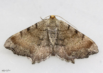 Minor Angle Moth Macaria minorata #6340