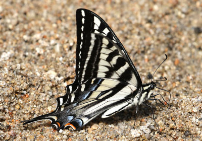 Pale Swallowtail
